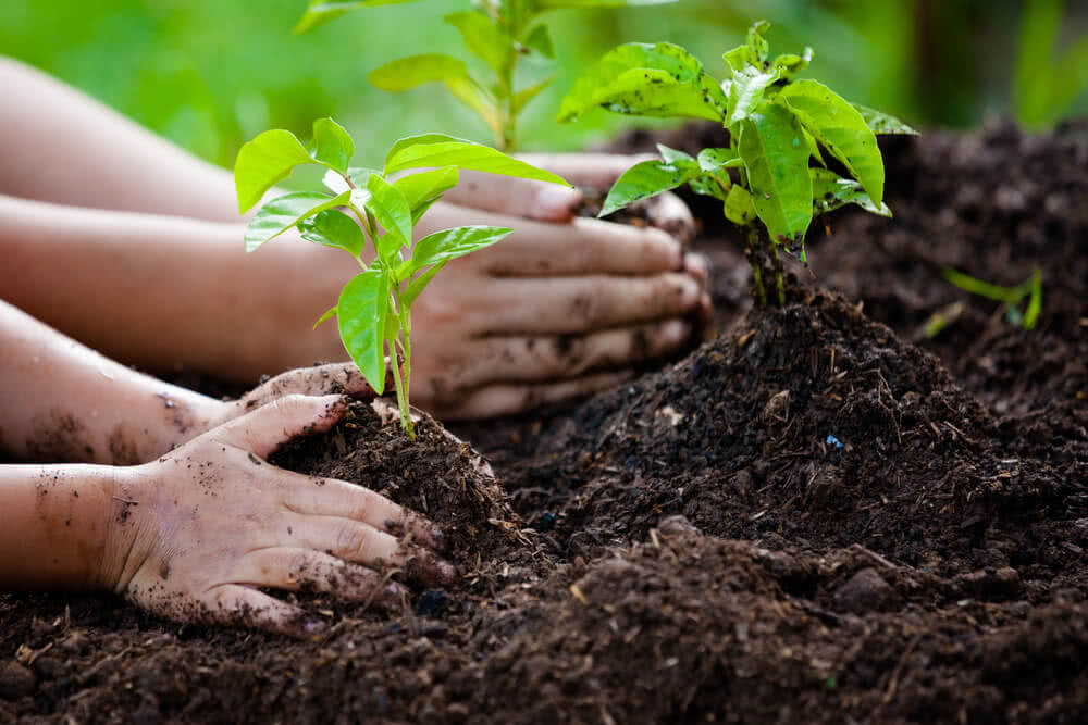 plant trees after Bush Hogging